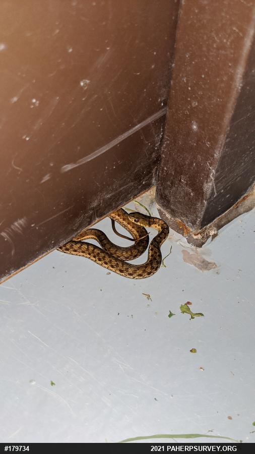 Eastern Gartersnake