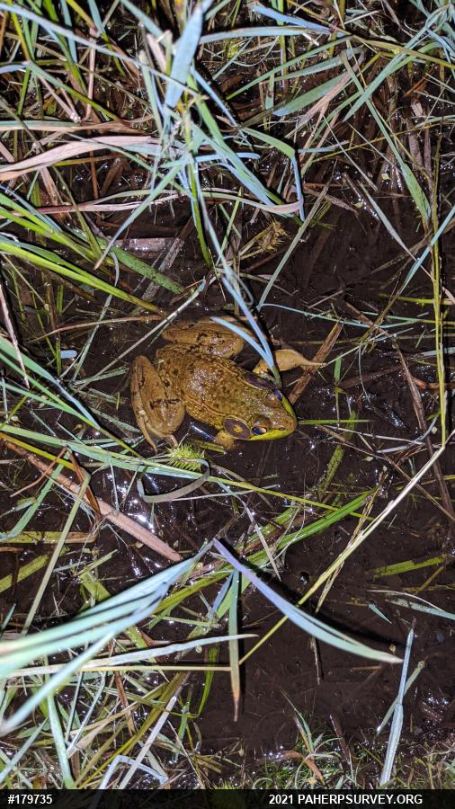 Green Frog