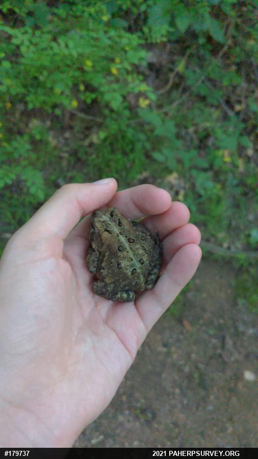 Eastern American Toad