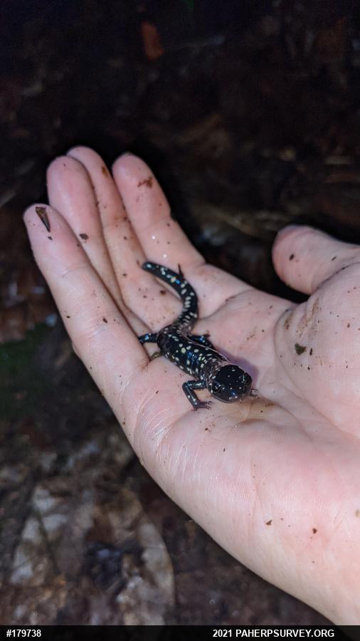 Northern Slimy Salamander