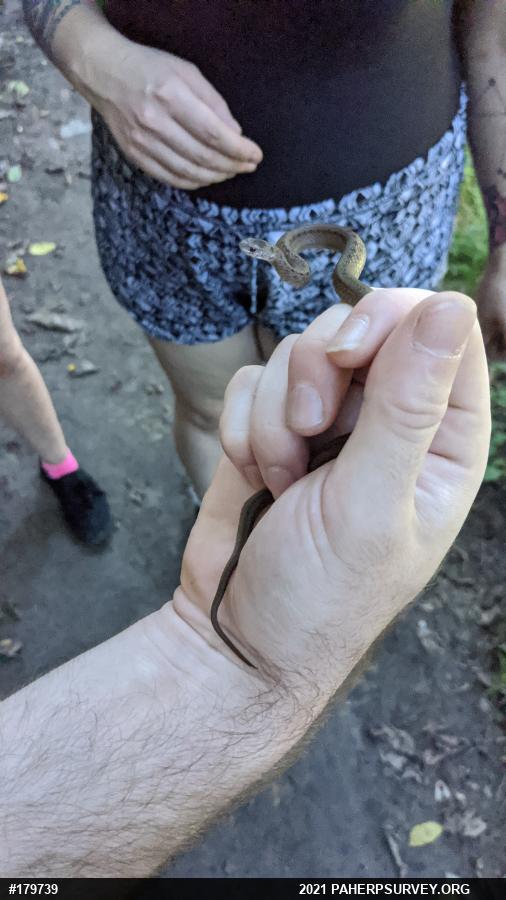 Dekay's Brownsnake