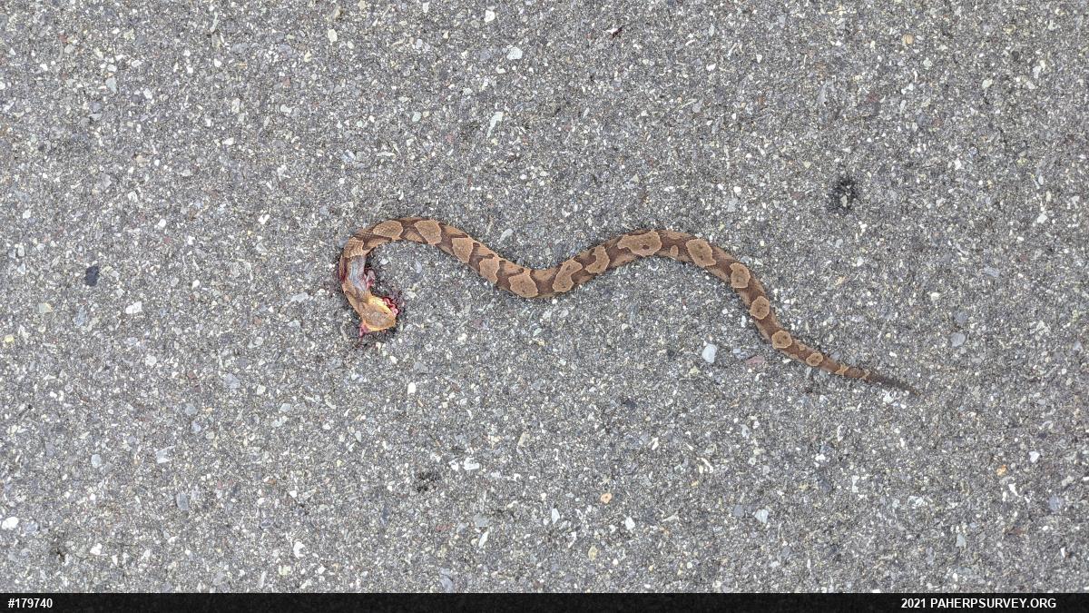 Northern Copperhead