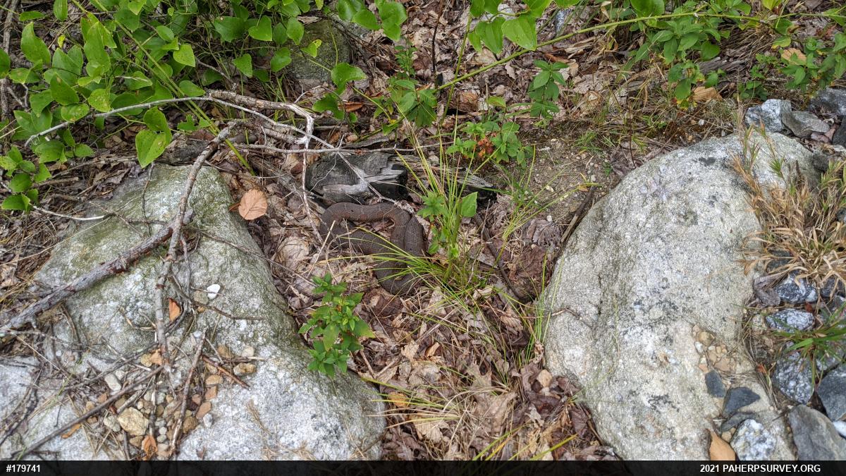 Northern Watersnake