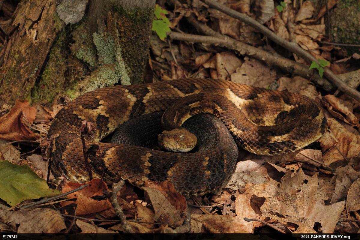 Timber Rattlesnake