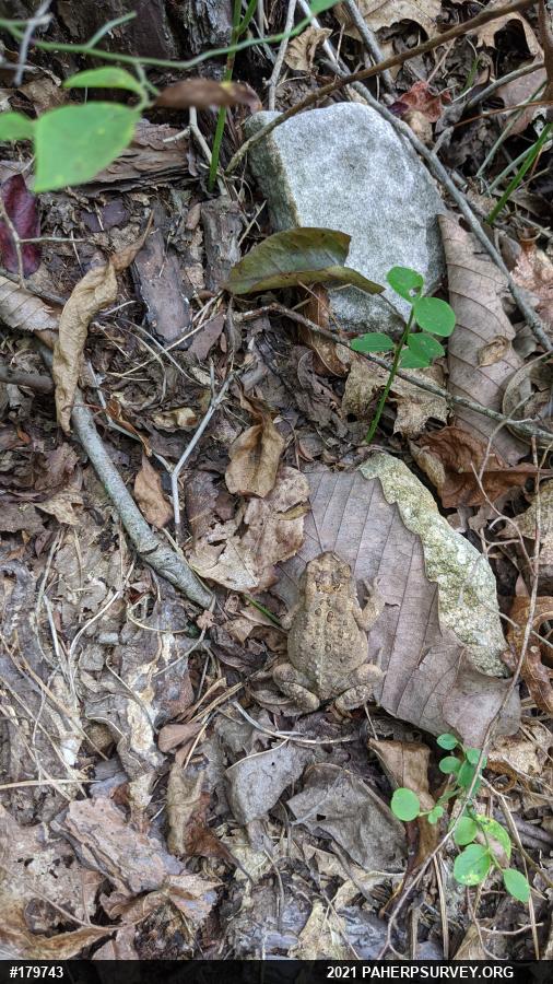 Eastern American Toad