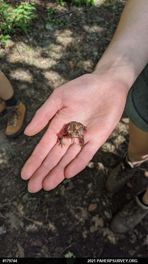 Eastern American Toad