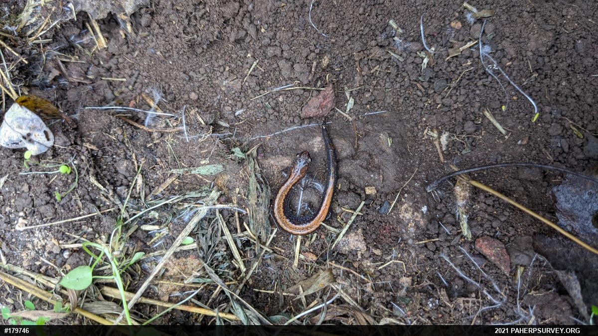 Eastern Red-backed  Salamander