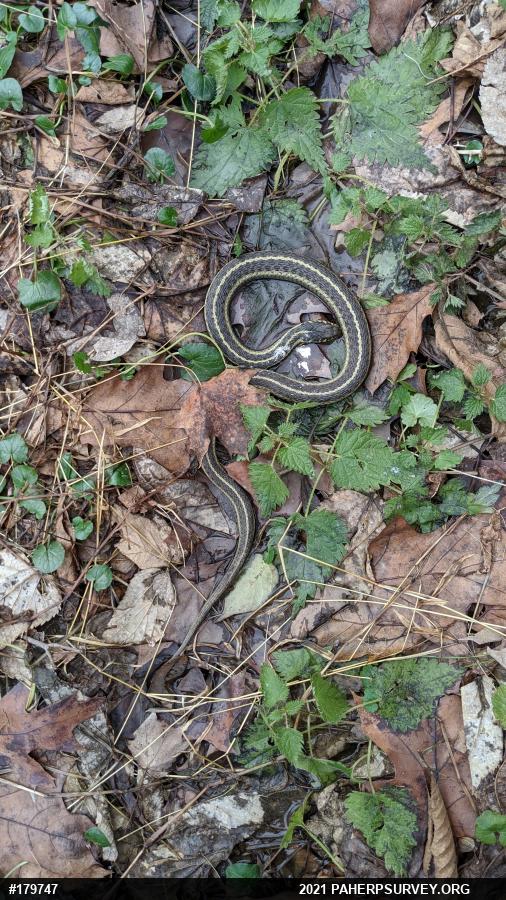 Eastern Gartersnake