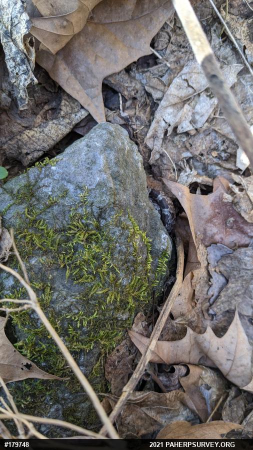 Eastern Ratsnake