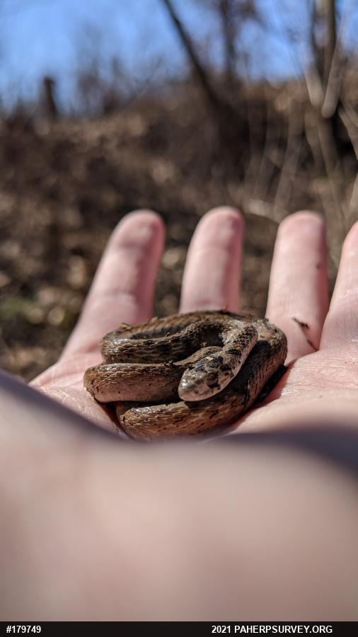 Dekay's Brownsnake