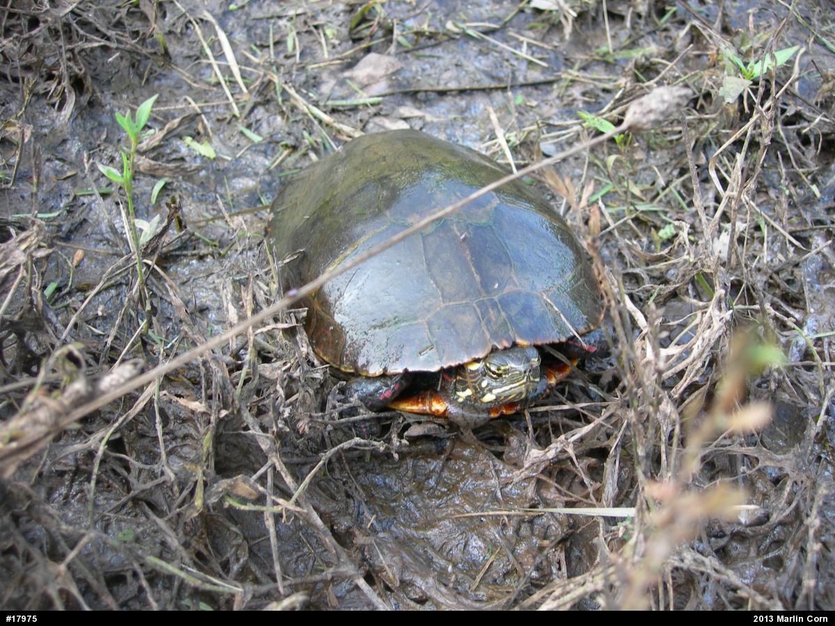 Painted Turtle