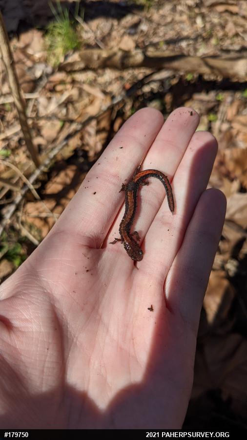 Eastern Red-backed  Salamander