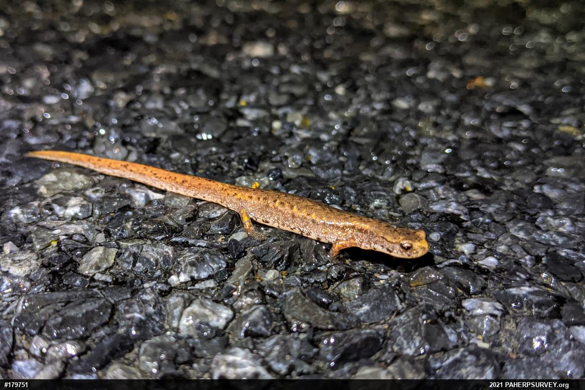 Four-toed Salamander