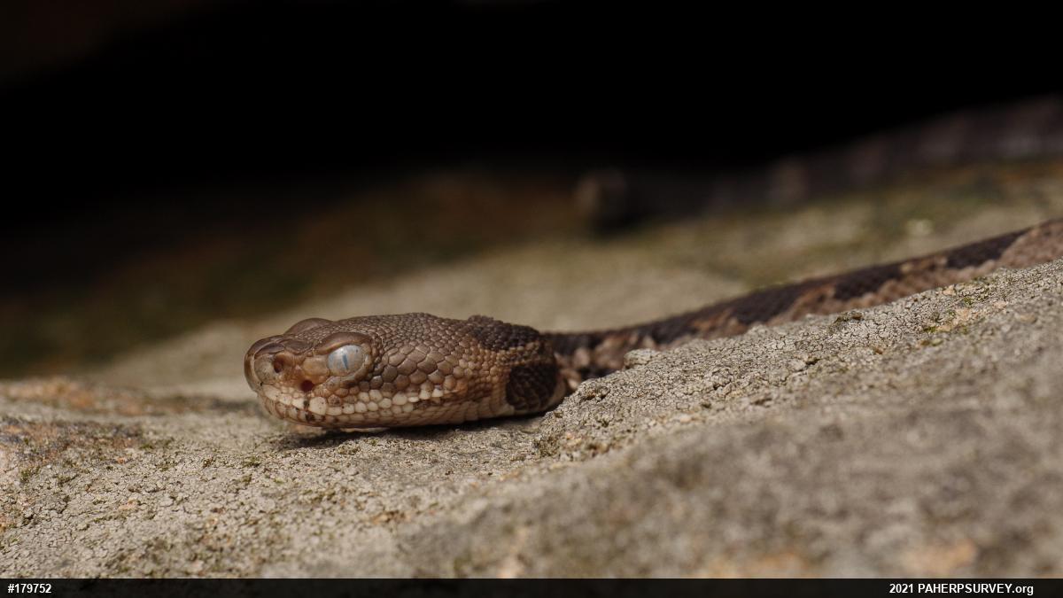 Timber Rattlesnake
