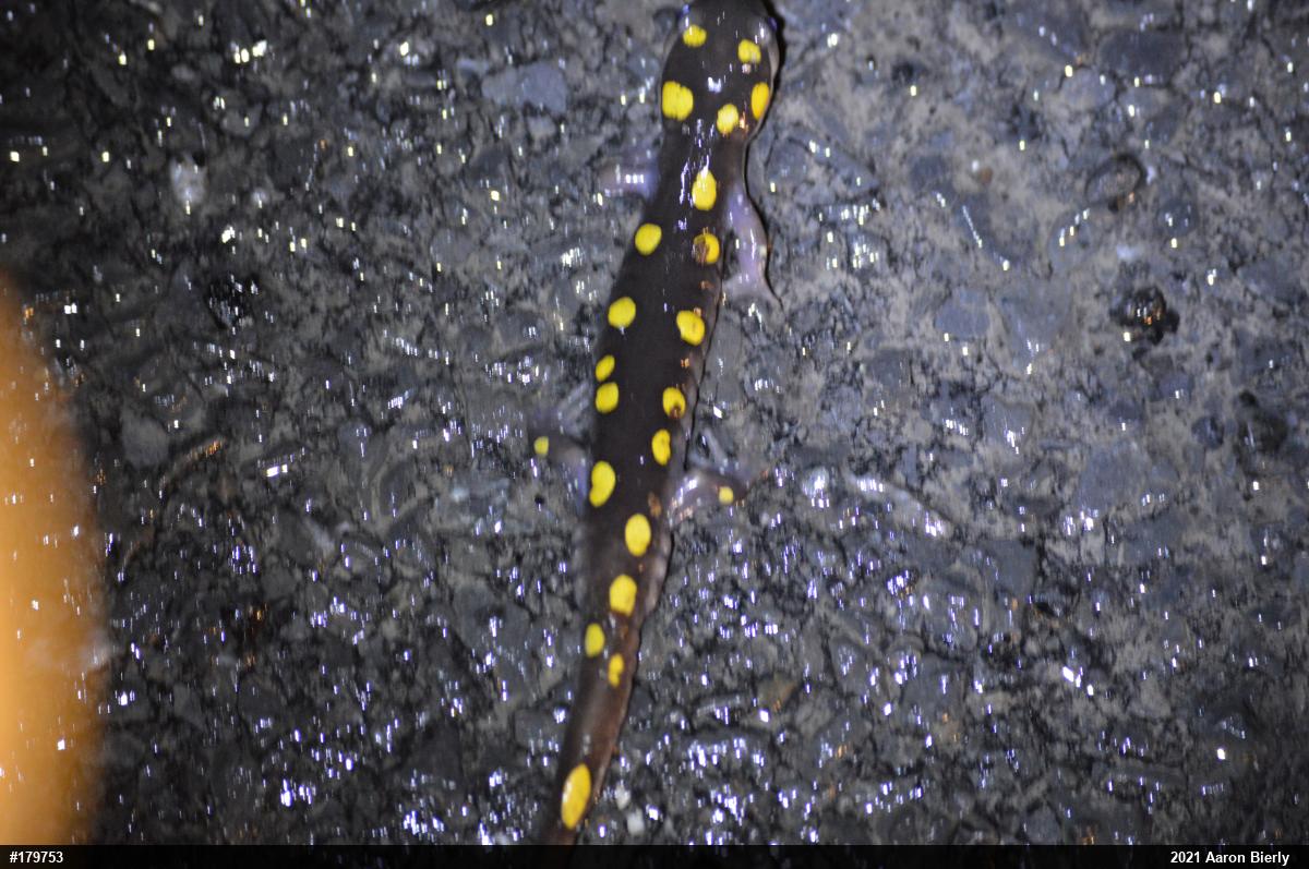 Spotted Salamander