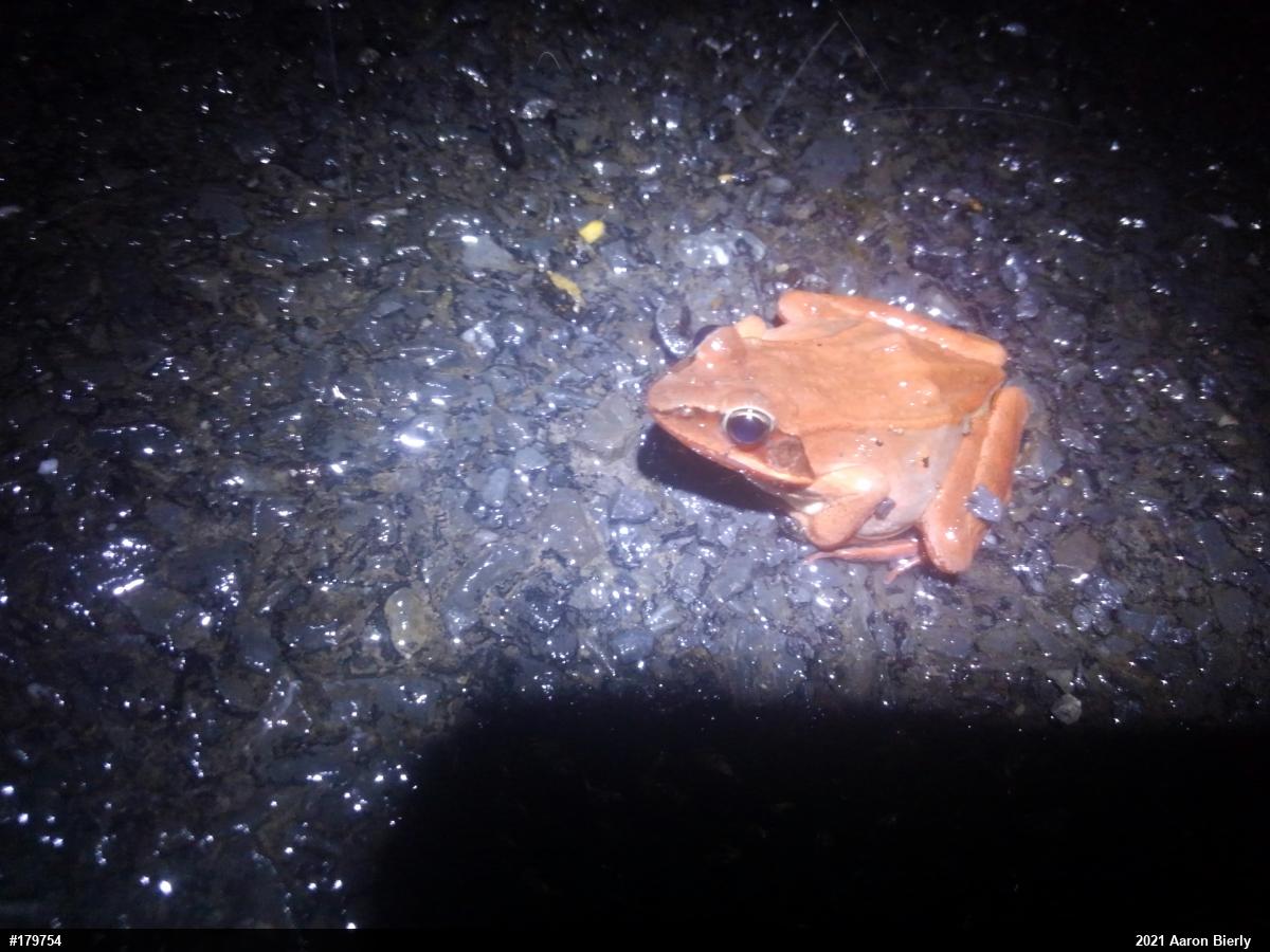 Wood Frog