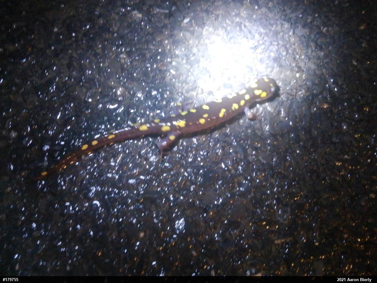 Spotted Salamander