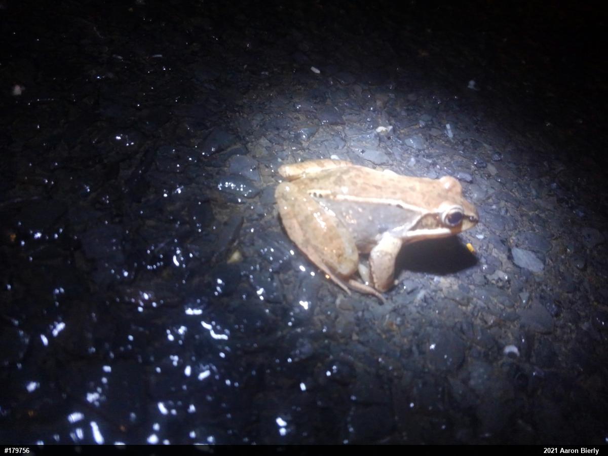 Wood Frog
