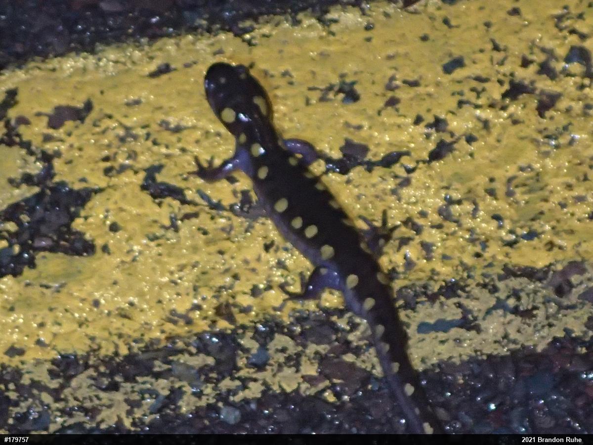 Spotted Salamander