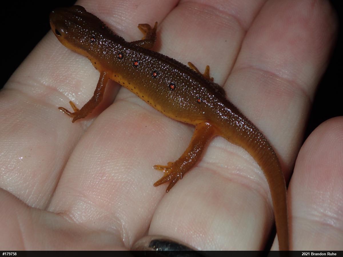 Red-spotted Newt