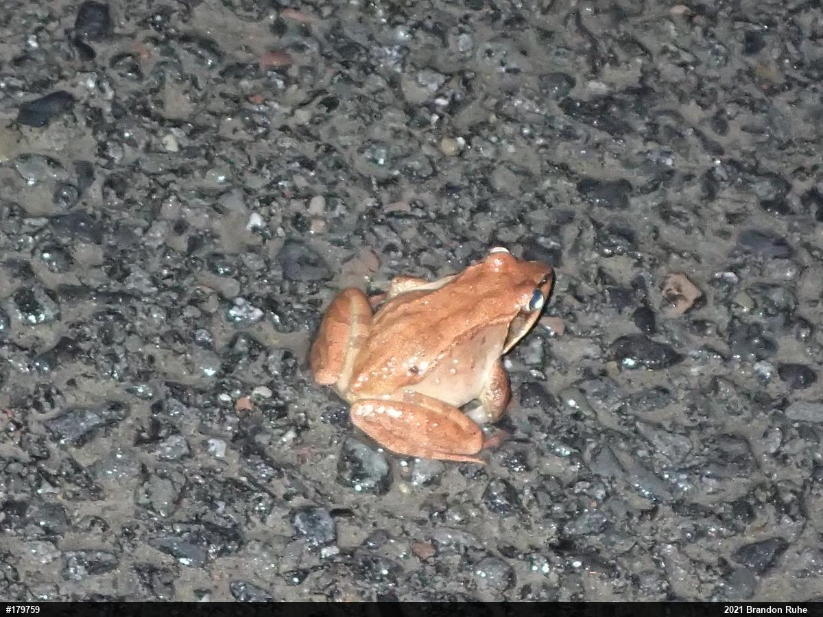 Wood Frog