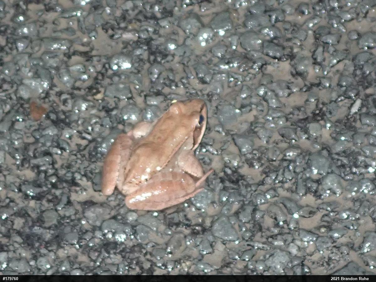 Wood Frog