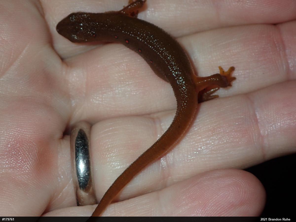 Red-spotted Newt