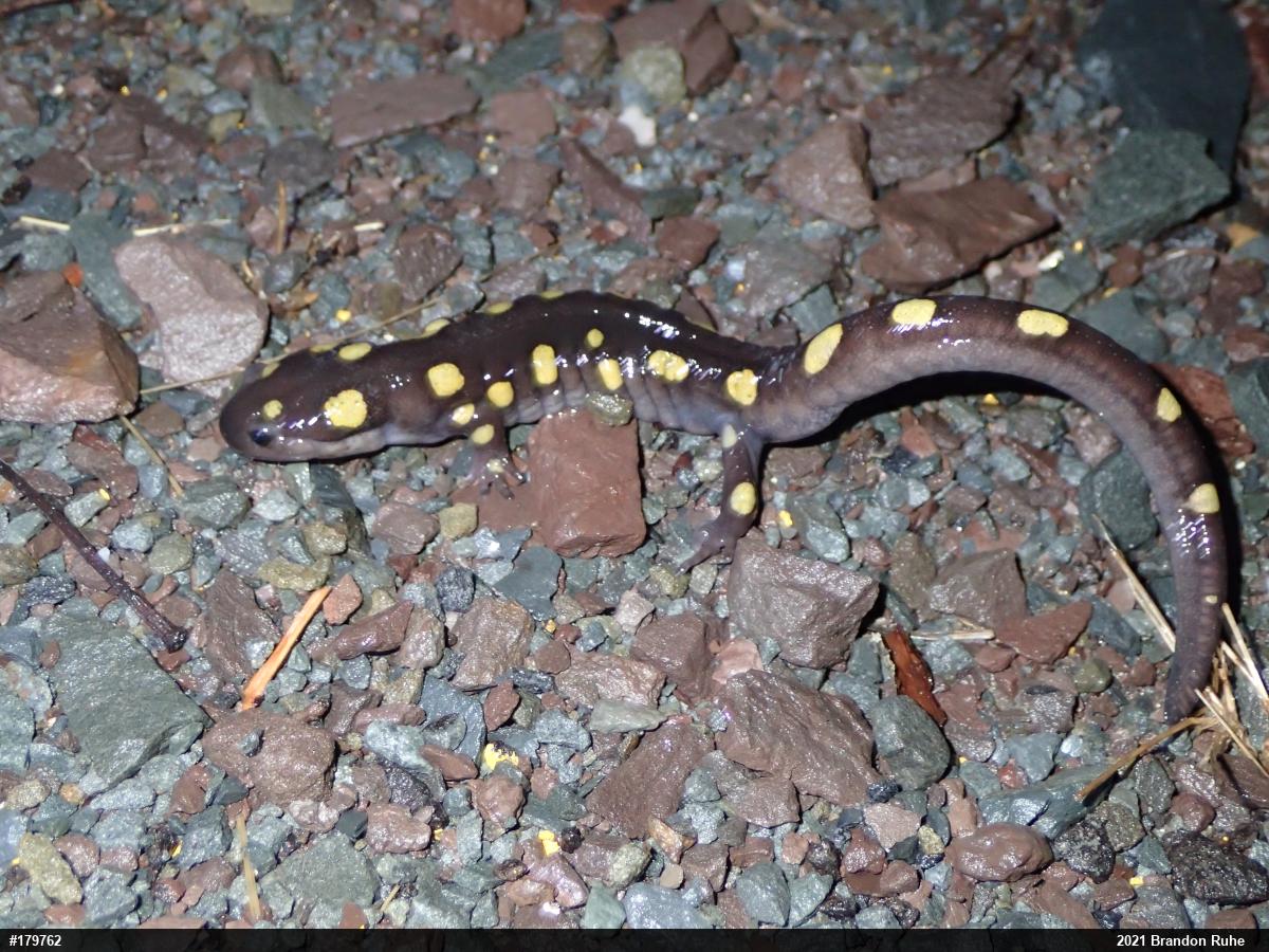 Spotted Salamander