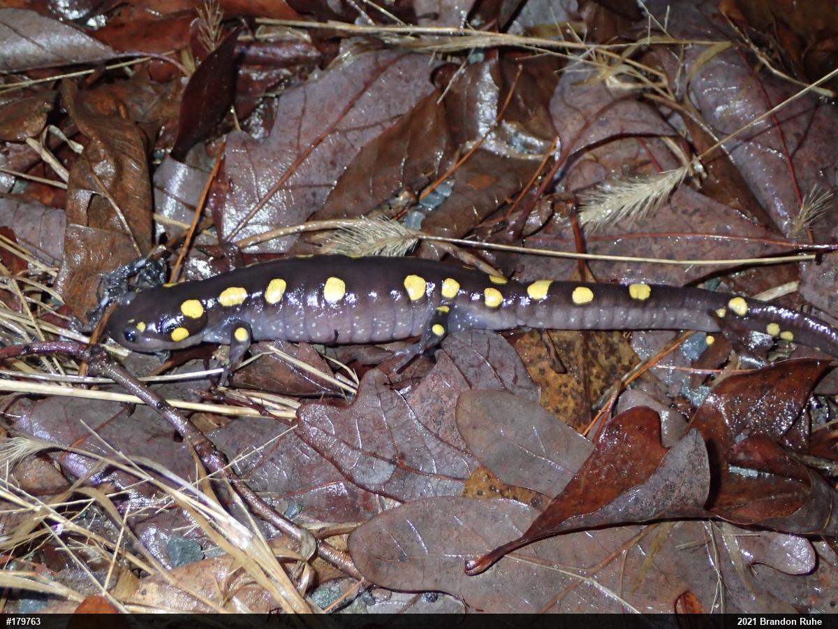 Spotted Salamander