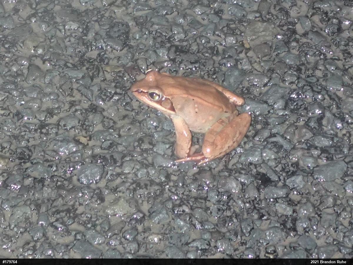 Wood Frog