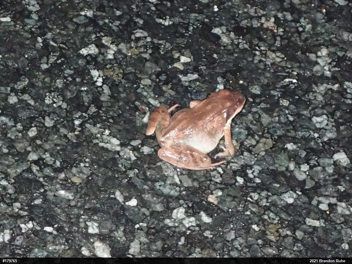 Wood Frog