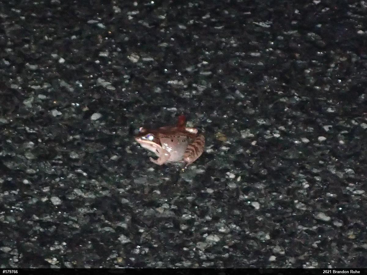 Wood Frog