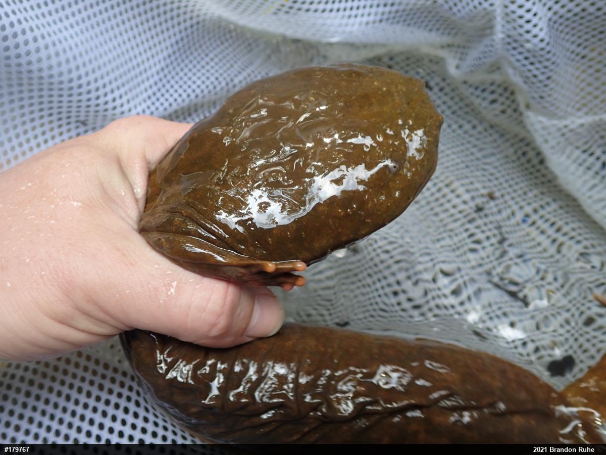 Eastern Hellbender