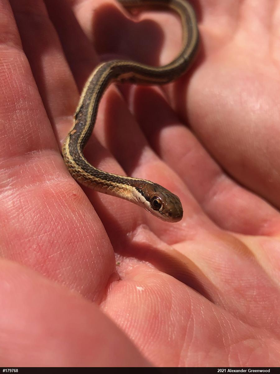 Common Ribbonsnake
