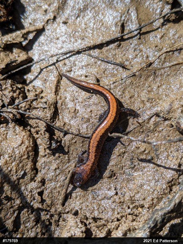 Eastern Red-backed  Salamander