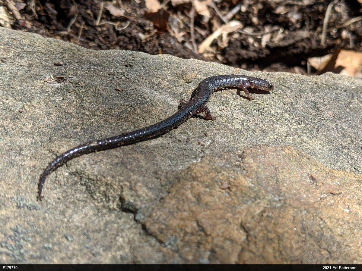 Valley And Ridge Salamander