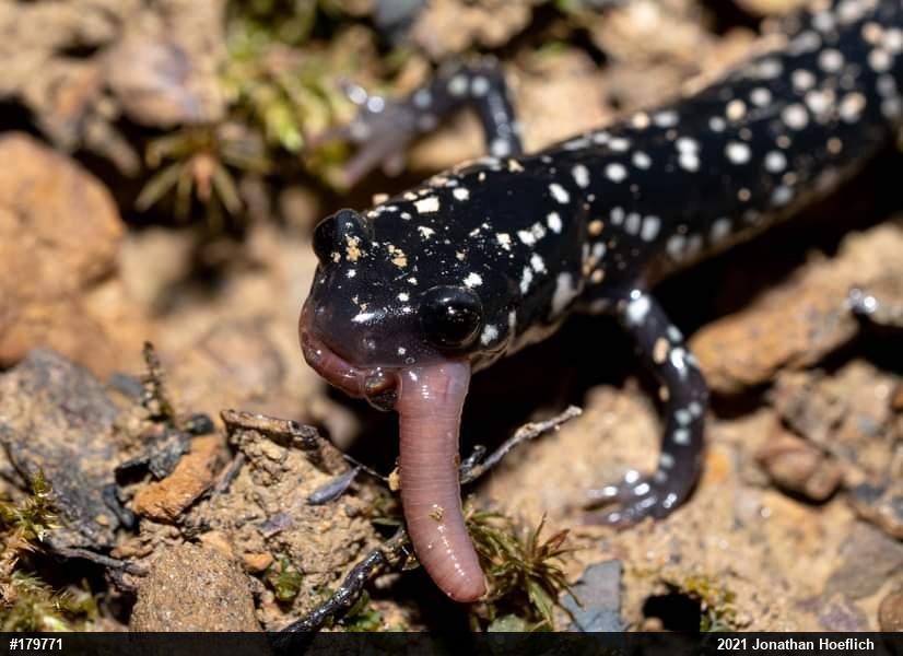 Northern Slimy Salamander