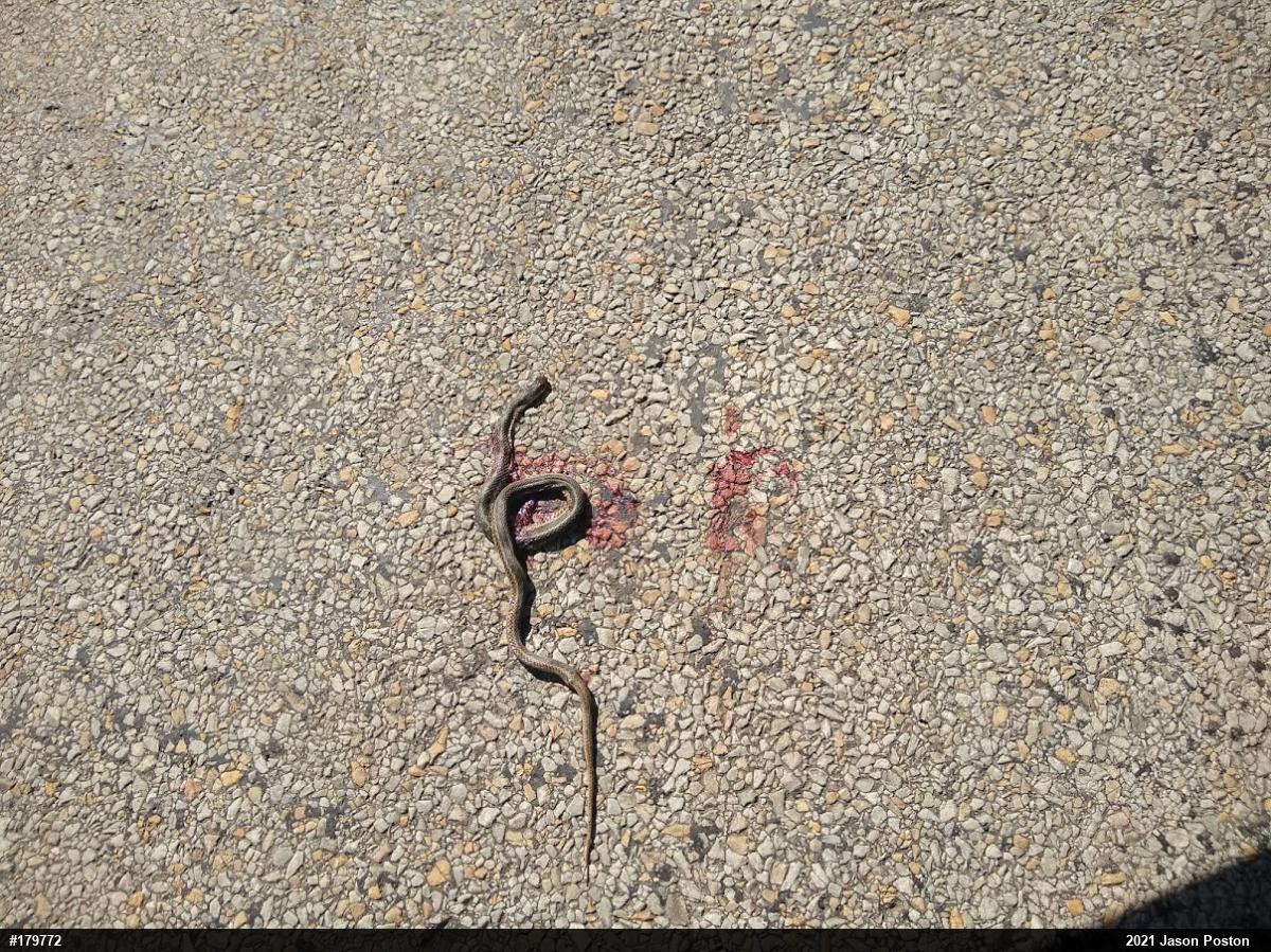 Eastern Gartersnake