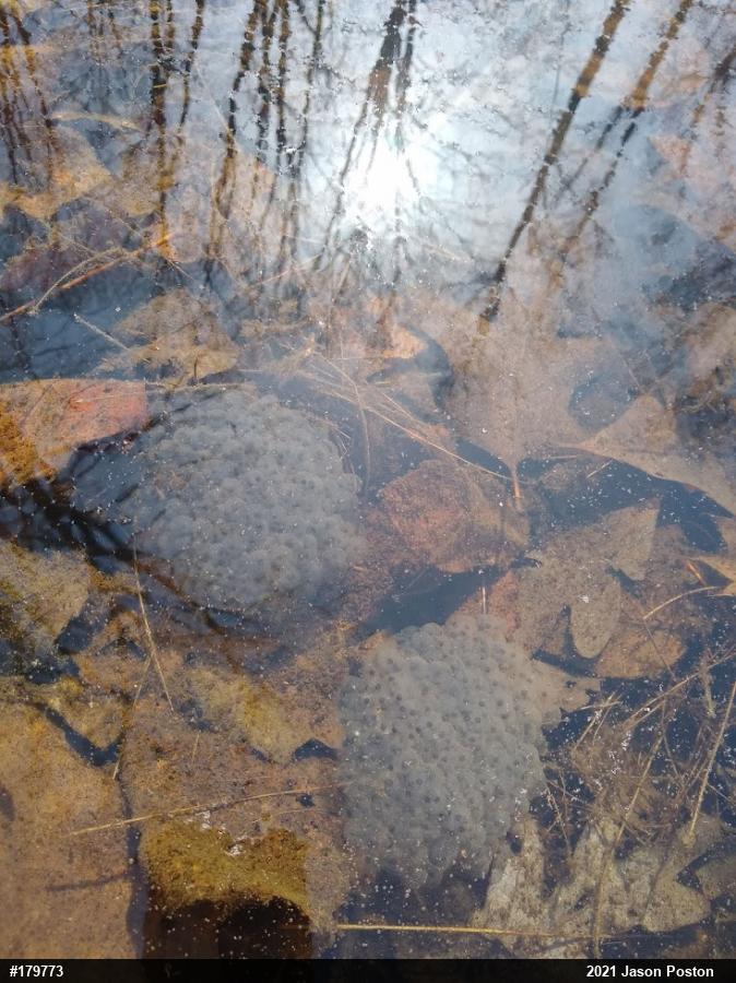 Wood Frog