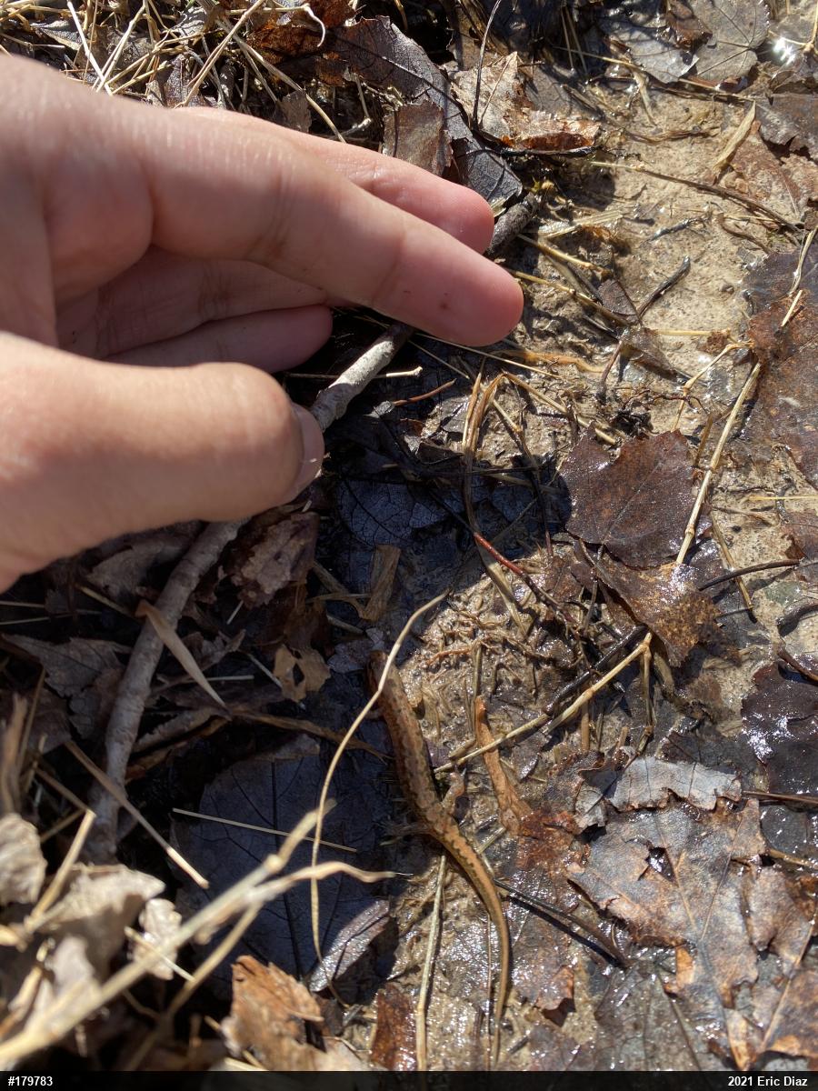 Northern Dusky Salamander