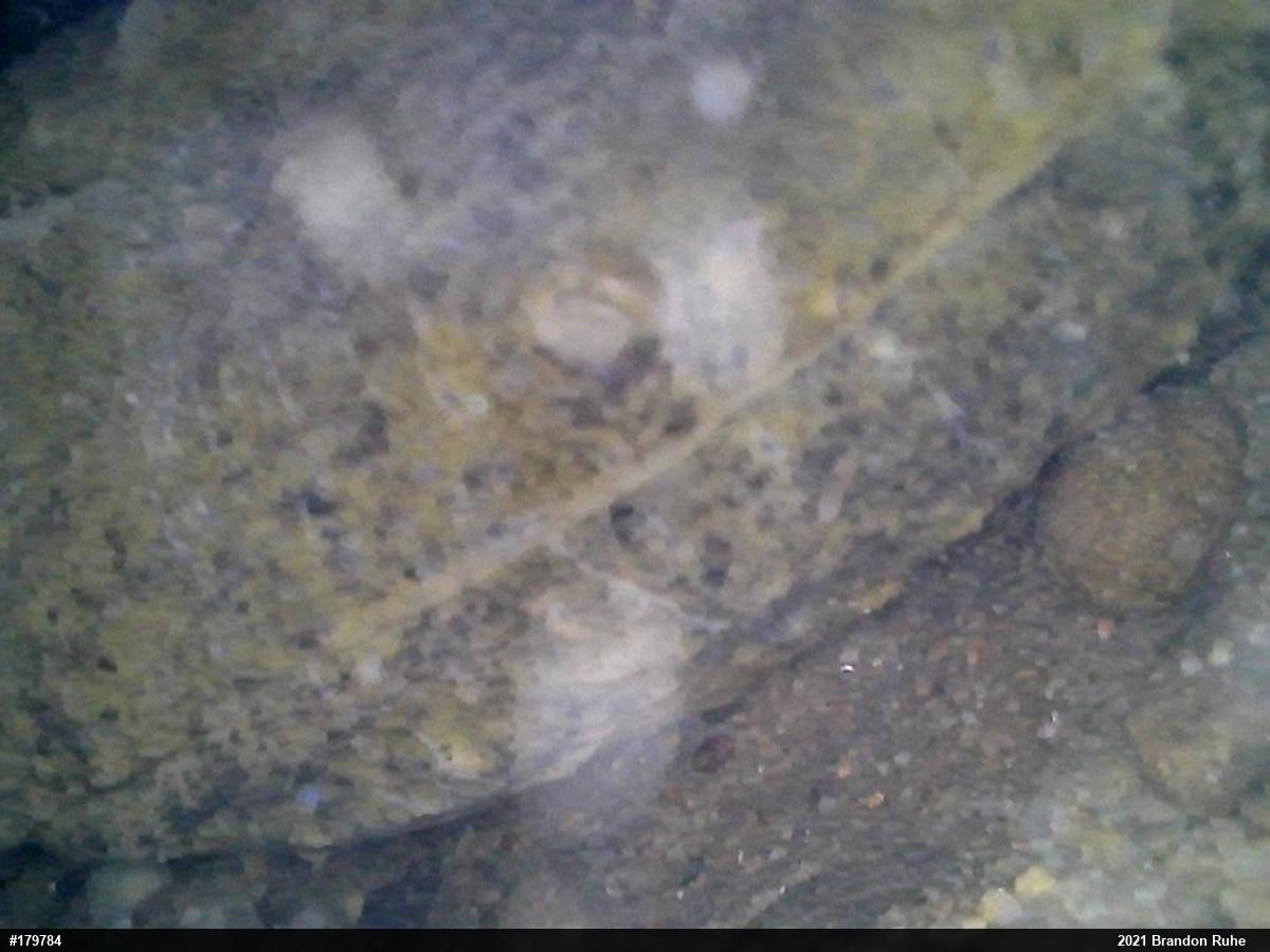 Eastern Hellbender
