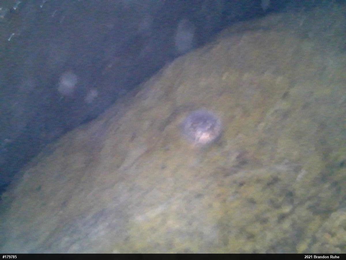 Eastern Hellbender