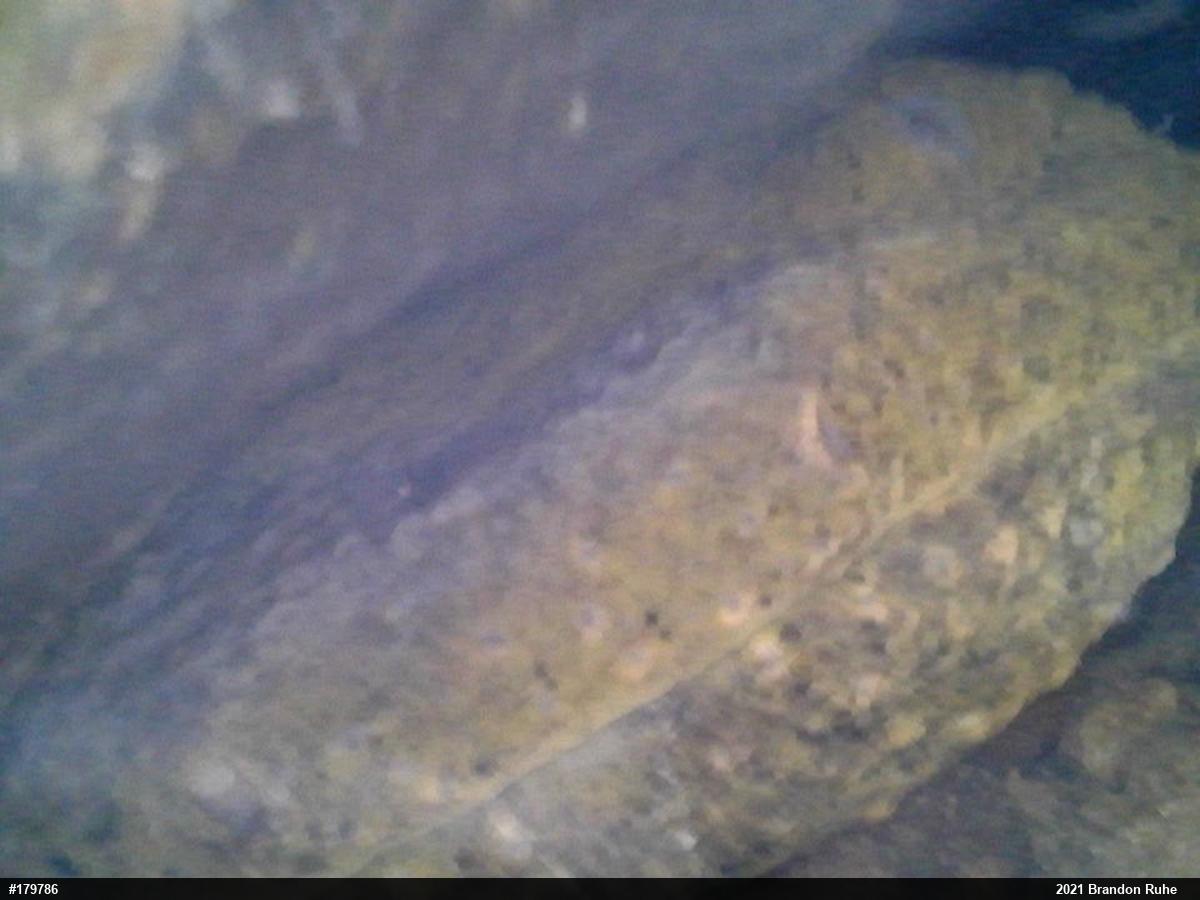 Eastern Hellbender