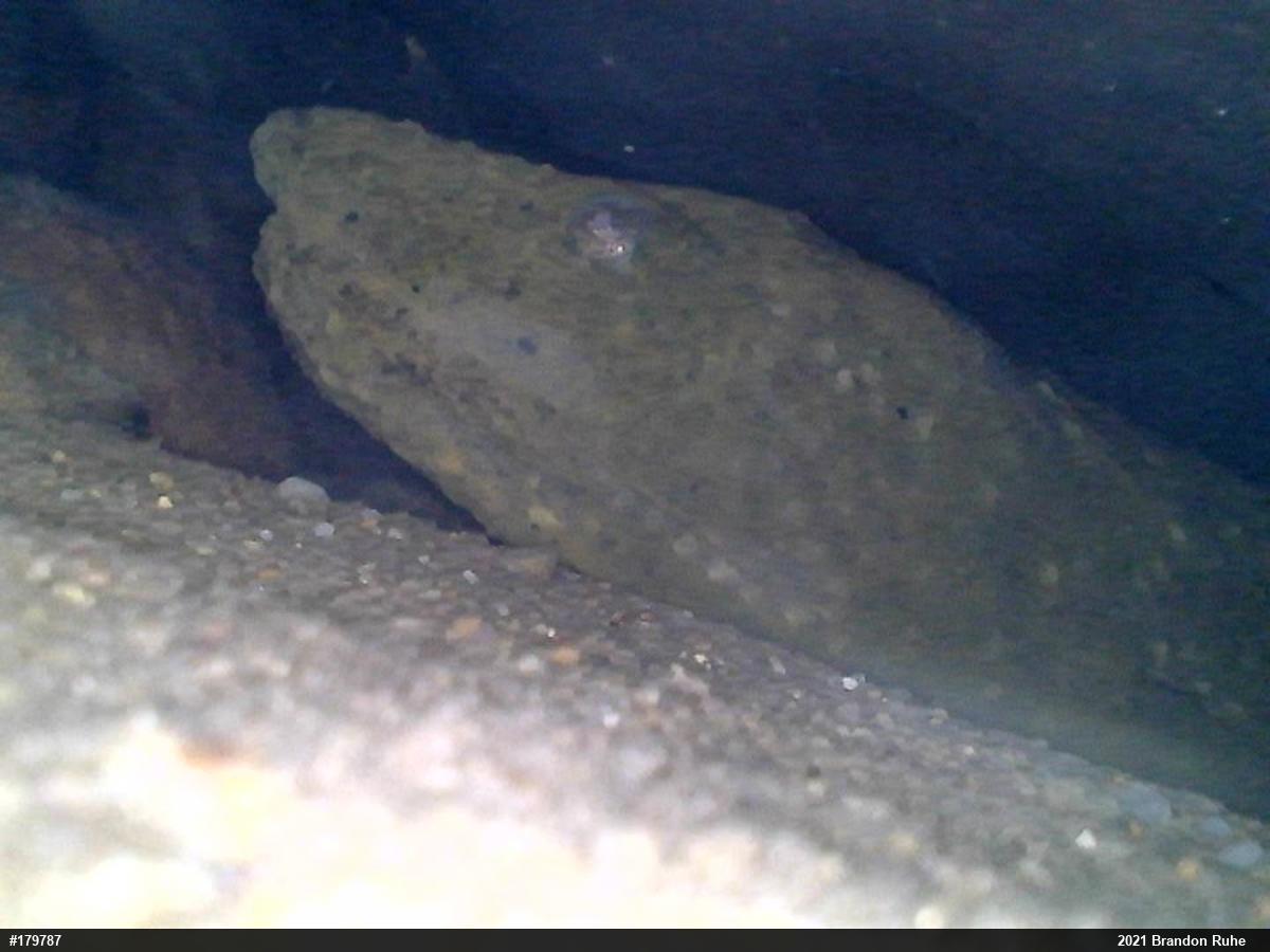 Eastern Hellbender