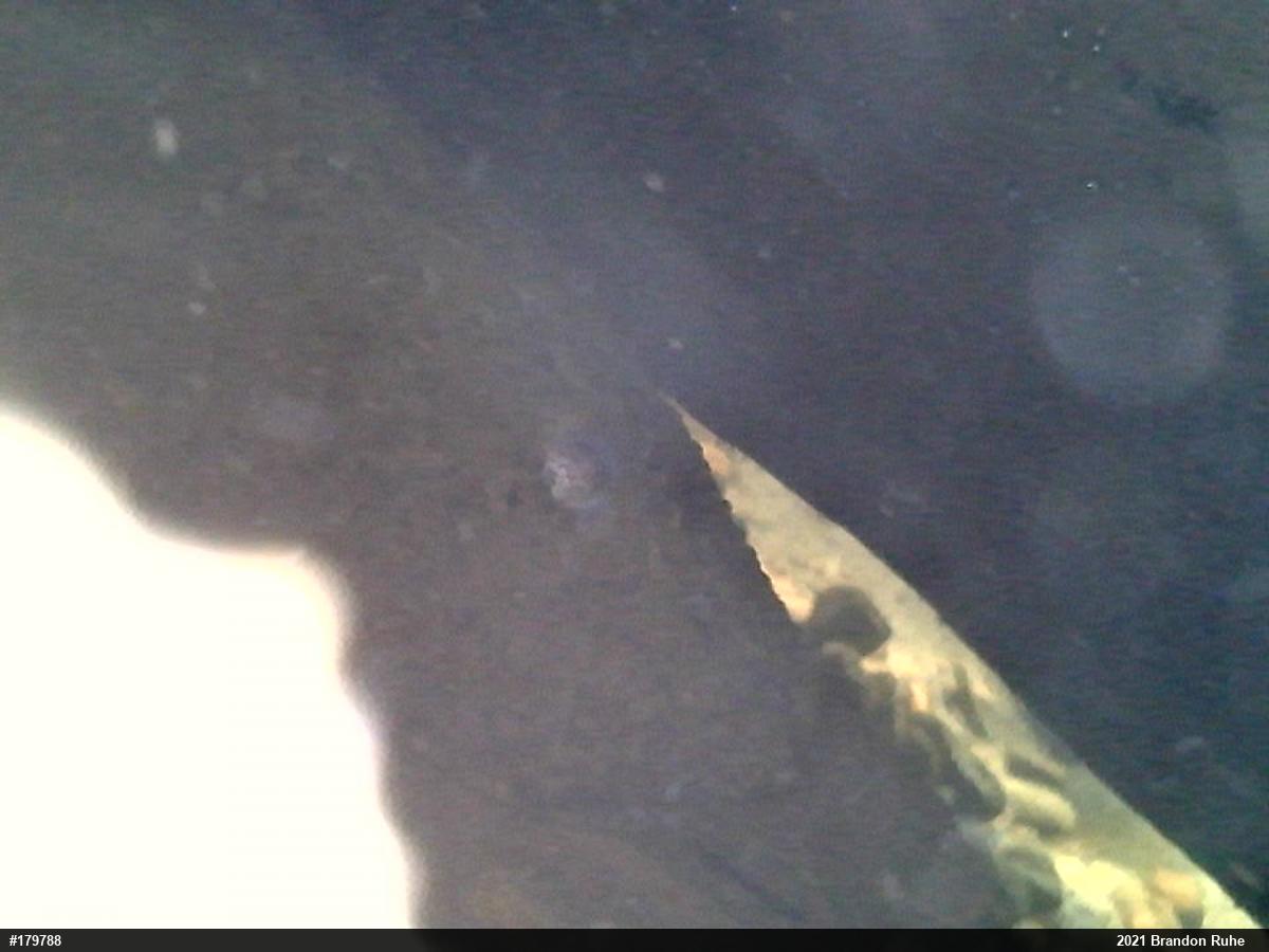 Eastern Hellbender