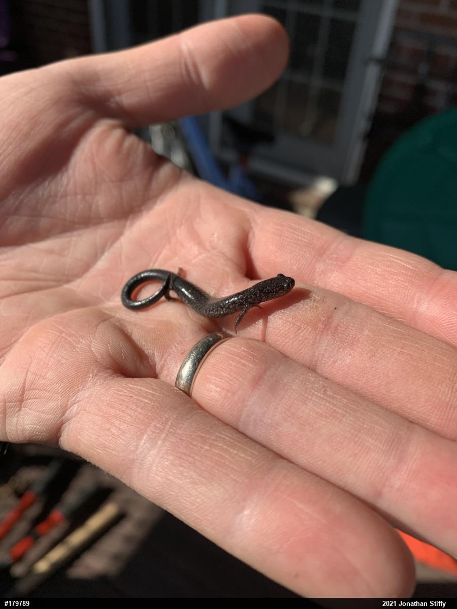 Woodland Salamanders