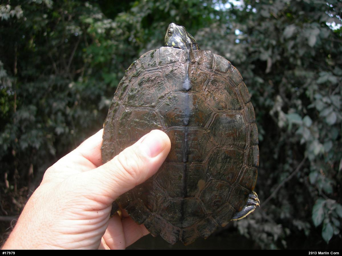 Northern Map Turtle