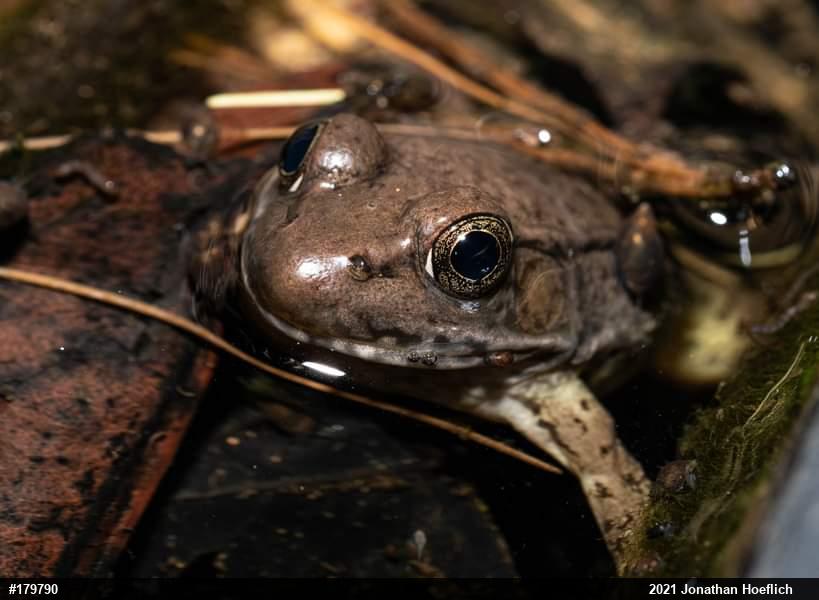 Green Frog