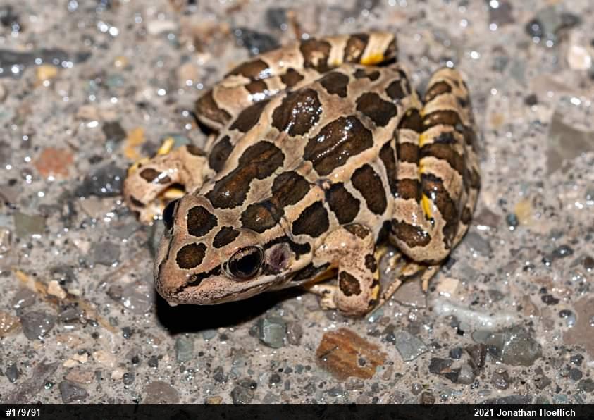 Pickerel Frog
