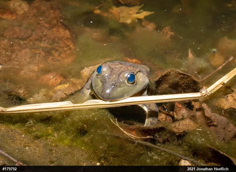 American Bullfrog